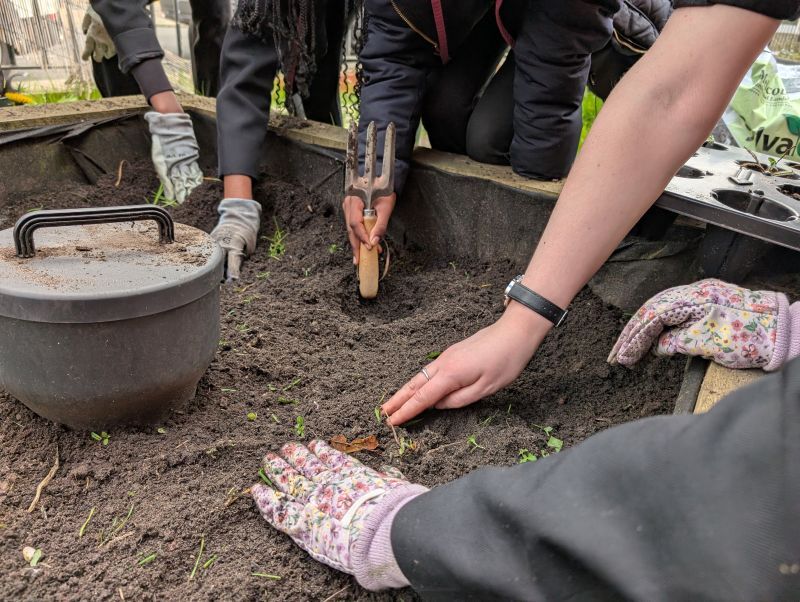 People planting seedlings in a raised garden bed as part of a community gardening project